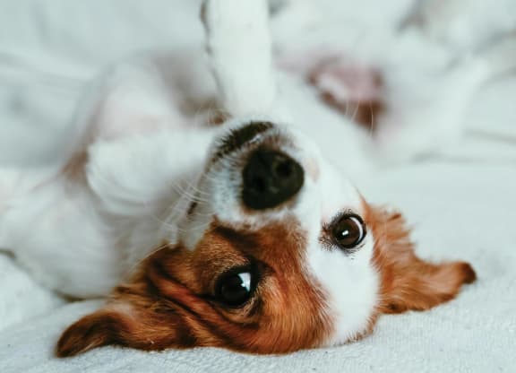 A brown and white dog lying upside down on a white bedspread, one paw tucked up, looking back toward the camera.