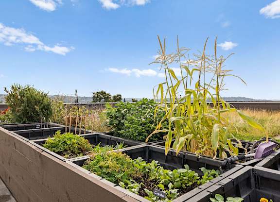A garden with a blue sky and clouds in the background.