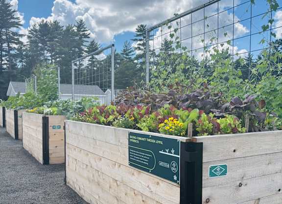 Raised cedar garden beds planted with lettuce, flowers and climbing vines on a wire trellis, set on a gravel yard.