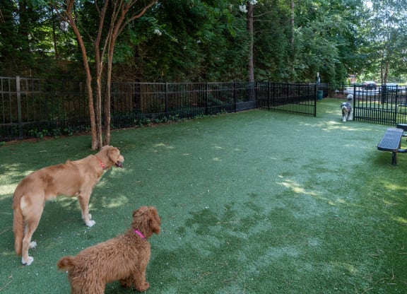 Dog Park