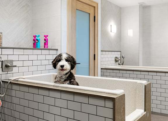 Pet spa with tiled washing stations where furry friends can enjoy a bath