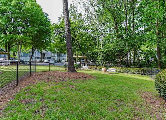 A tree in a grassy area with a fence in the background.