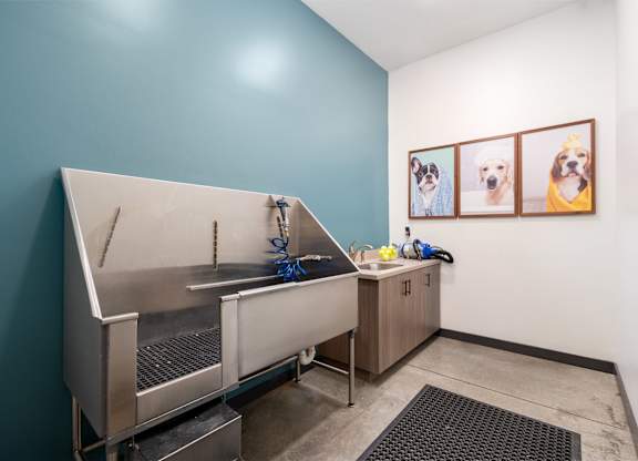 A dog grooming station with a blue wall and pictures of dogs on the wall.