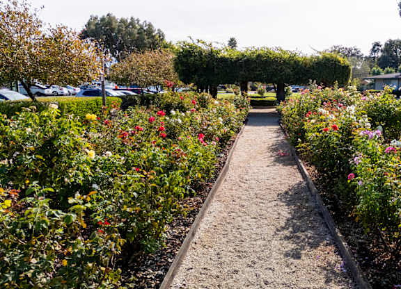 Rose garden path at The Grove at Walnut Creek Apartments in Walnut Creek, CA.