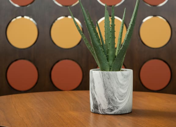 an aloe vera plant in a white vase on a wooden table in front of