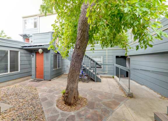 A tree in a courtyard with a grey building in the background.