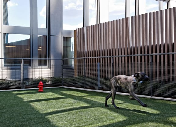 Photo of dog park