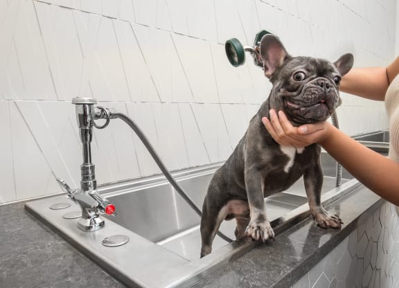 a dog is being washed in a kitchen sink