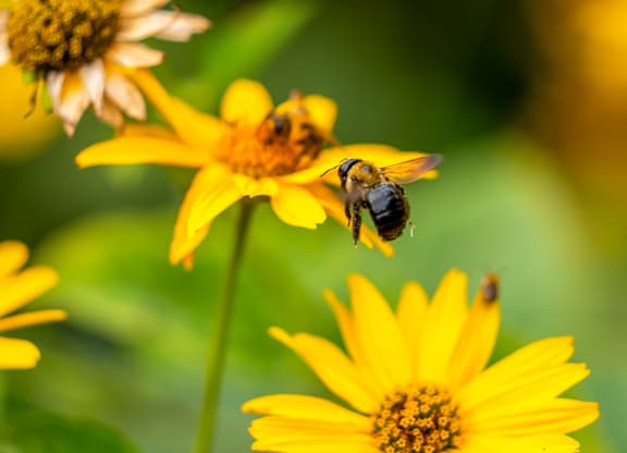 a bee on a yellow flower