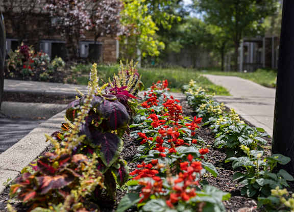 A garden with red flowers and green leaves.