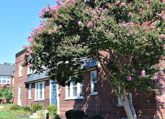A tree with pink flowers in front of a brick house.