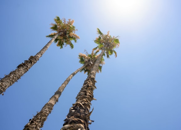 Palm trees at Fashion Lane Apts, El Monte