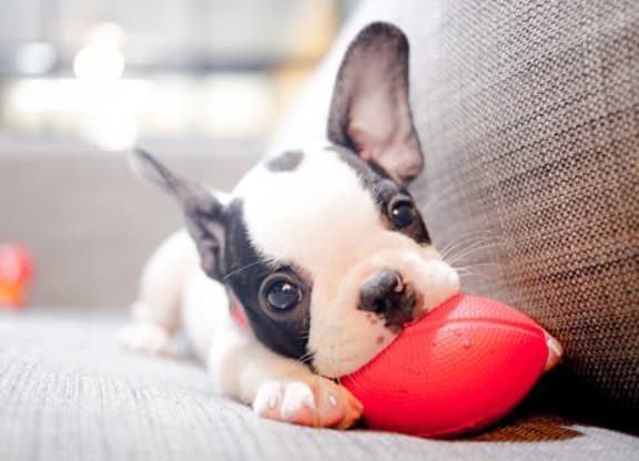 puppy with red ball