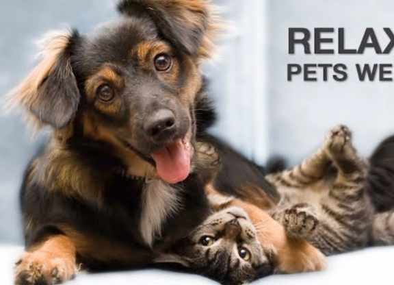 Cats and Dogs Welcome*