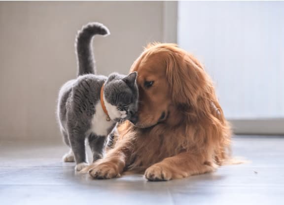 a dog and a cat playing with each other on the floor
