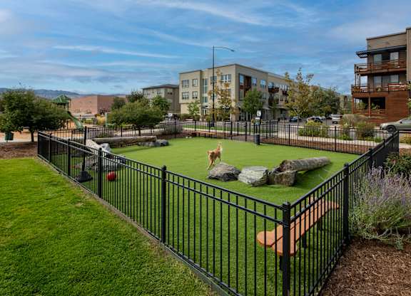 A dog is standing on a green field in a fenced area.