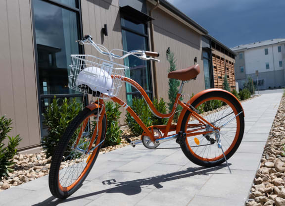 Palomino Cruiser