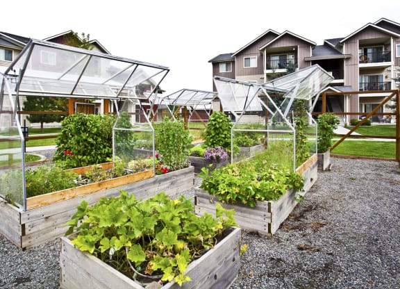 Pine Valley Ranch Apartments Community Private Pea-Patch Gardens