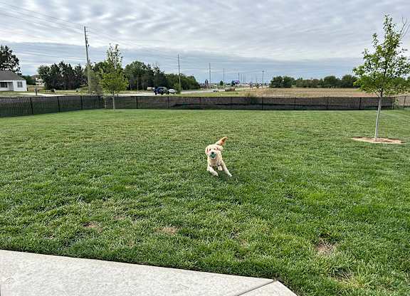 Dog running in fenced pet friendly yard at Copper Creek Homes Apartments, Maize, 67101