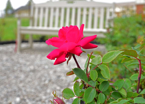 Edward Rose and Sons Rose Garden  at Perry Place Apartments, Michigan