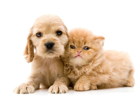 Pets Are Welcome at Heatherwood Apartments, Michigan, 48439