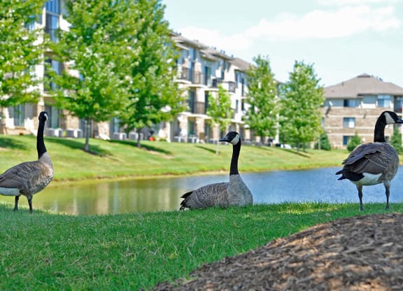 Nature-Filled Community at Prairie Lakes Apartments, Peoria