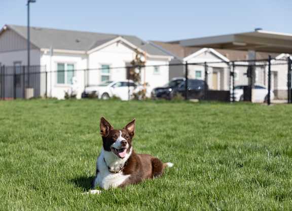 A dog is sitting on the grass in front of a house.