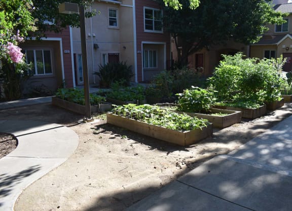 Community Garden at Lemon Hill