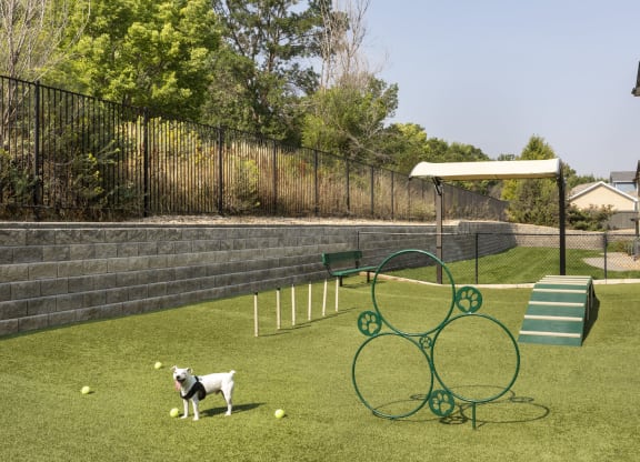 a dog is standing on a grassy area with a seesaw in the middle of it