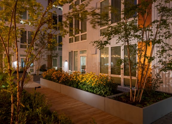 The Warren Apartments patio trees at night