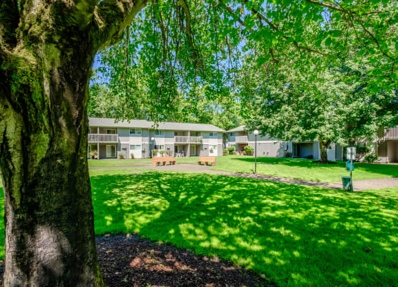a grassy area with a tree in the foreground