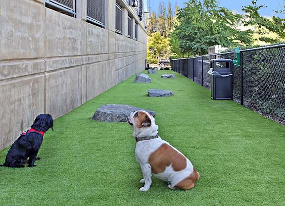 Two dogs sitting on a green lawn.