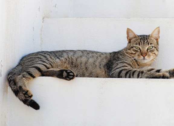 A striped cat is lying down with its eyes closed.