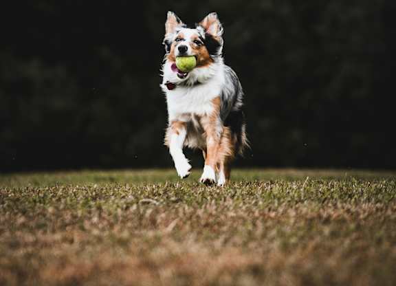 a dog running with a ball in its mouth
