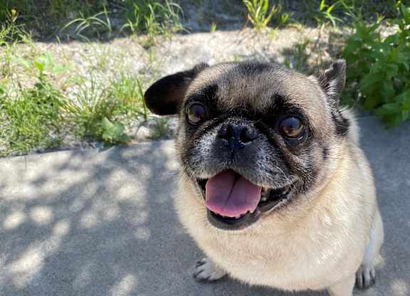 My dog very happy