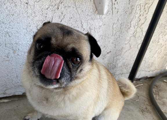 My dog with tongue out