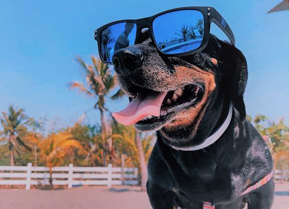 a dog wearing sunglasses on top of a pool