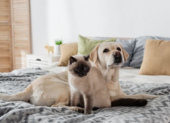 A cat and a dog are sitting on a bed.