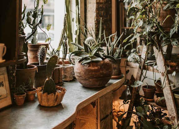 A variety of houseplants are displayed on a wooden shelf.