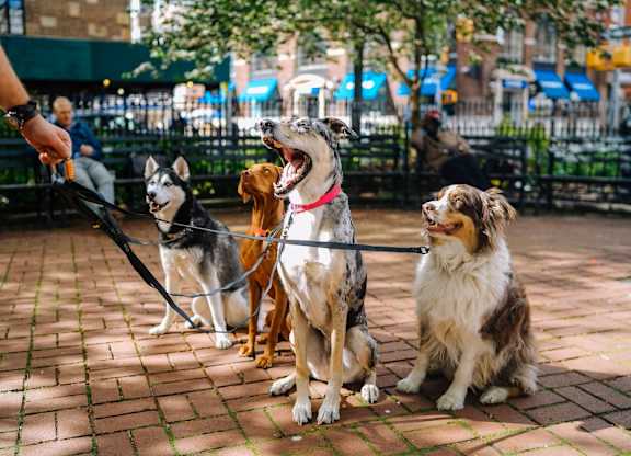 A person is holding a leash attached to a dog that is sitting on a brick pavement.