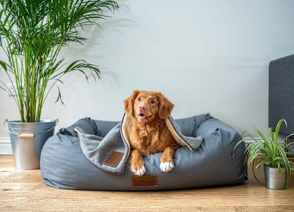 A dog is sitting on a grey dog bed.