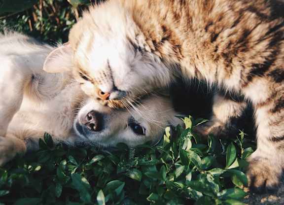 A cat and a dog are lying on the ground.