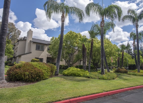 Entry Palm Trees at Autumn Oaks Apartments, Roseville, California