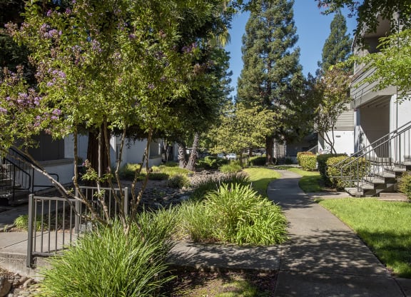 Between buildings greenery at Sunset Summit, Rocklin, CA 95765