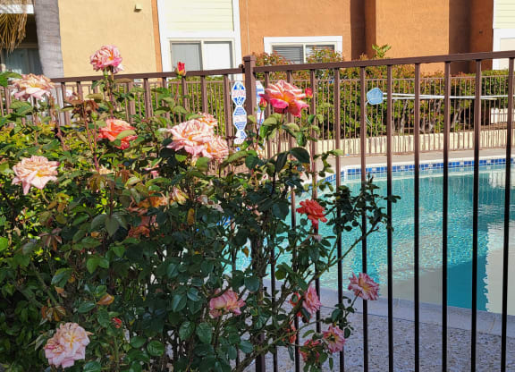 Beautiful rose bushes around the swimming pool at The Cove at Bear Valley in Escondido, California.