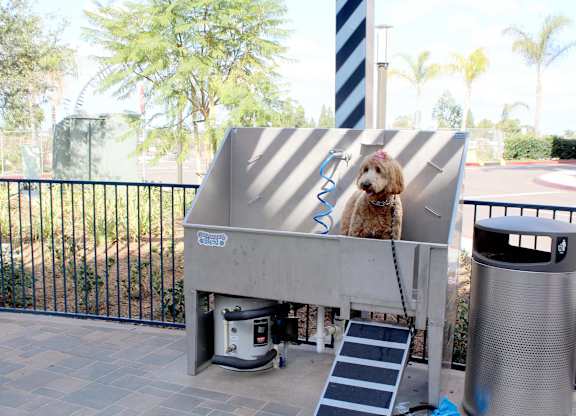 Outdoor dog wash station with ramp and blue hose at Casa Mira View Apartments, San Diego
