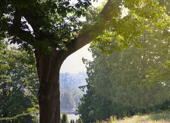 a tree in a field next to a lake