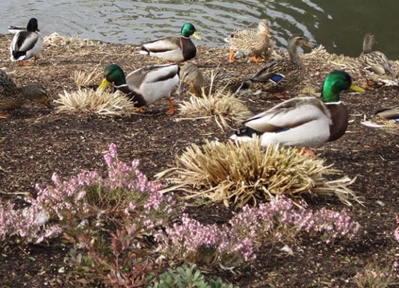 a group of ducks on the shore of a pond