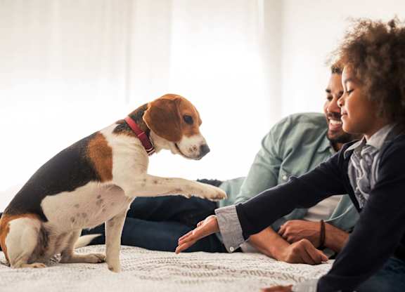A beagle is standing on a bed with a person's hand reaching towards it at B Flats Apartments, Bremerton, 98337