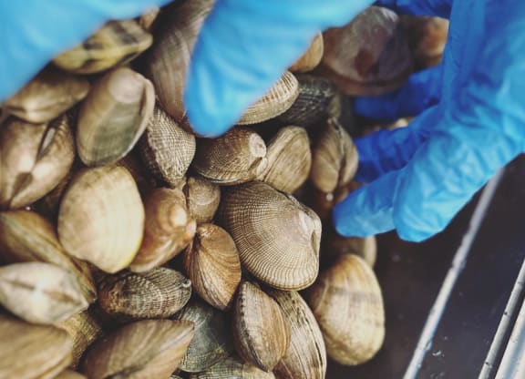 a pair of blue gloves are on top of a pile of clams at Rivulet, Washington